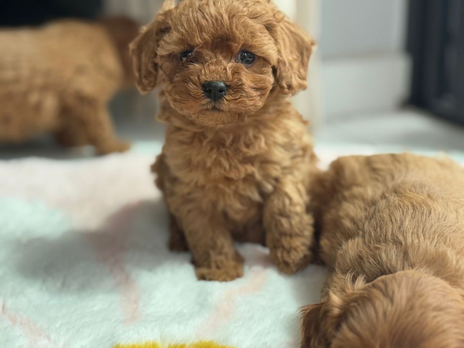 Cavapoo F1-B, suczka ;)
