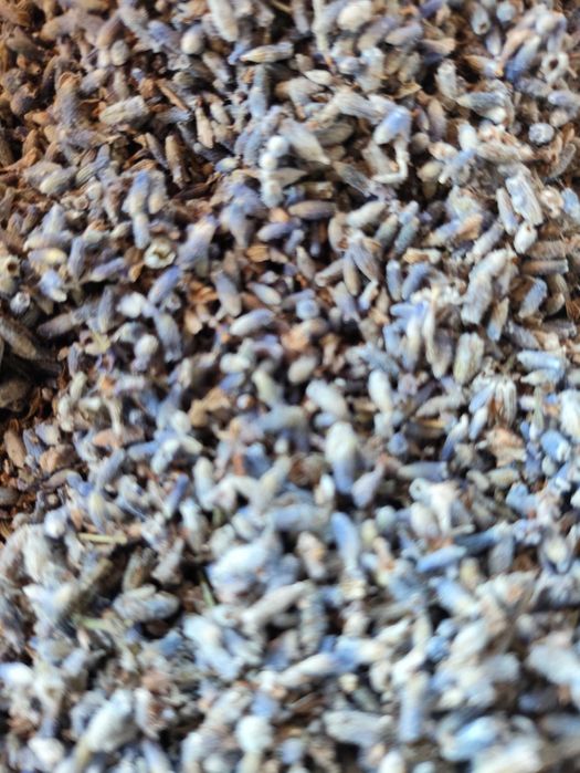 Лаванда суха,квіти лаванди