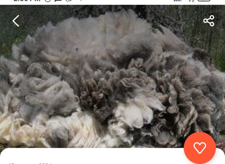 Продаємо вовну - шерсть овечу