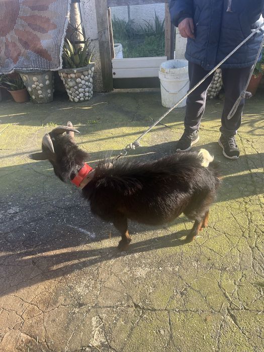 Chibo anao disponivel
