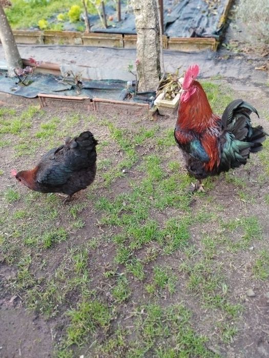 Vendo ovos de várias raças
