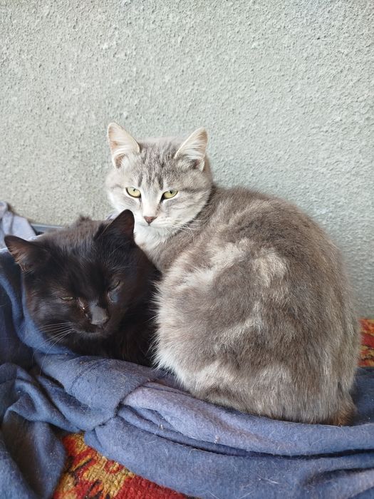 Отдам котёнка в добрые руки