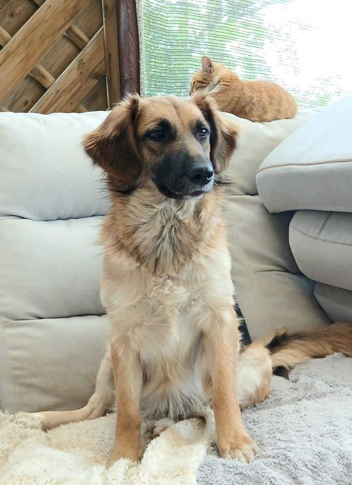 Sliczna młodziutka Molly do adopcji