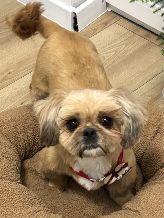 Zaginęła shihtzu Masza