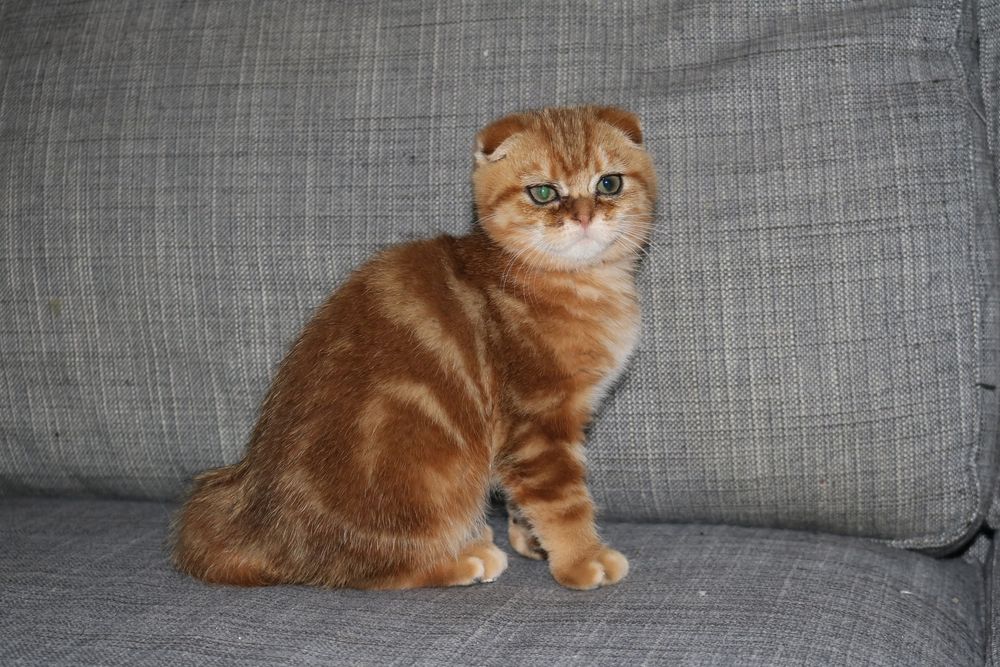 Gatinha femea  scottish fold golden