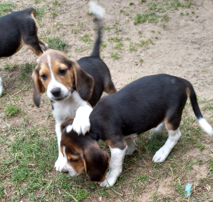 Szczeniak Beagle (Dogs Of The World).
