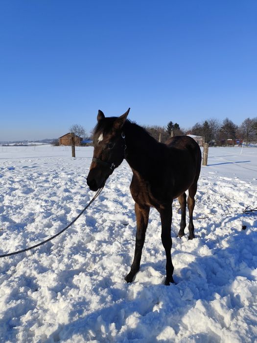 Źrebica małopolska