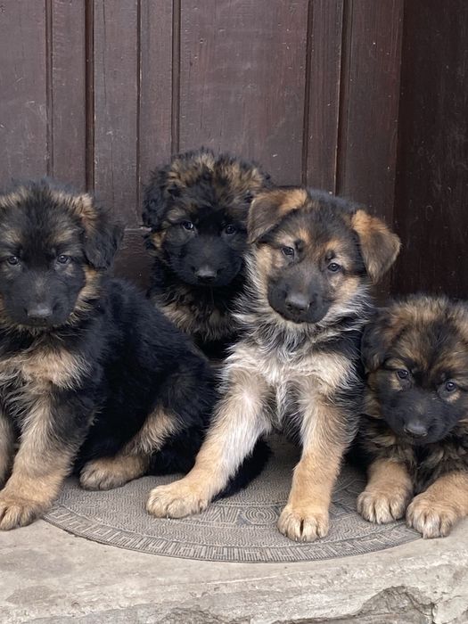 Німецька вівчарка дівчинка