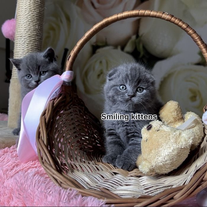 Кошенята готові до знайомства