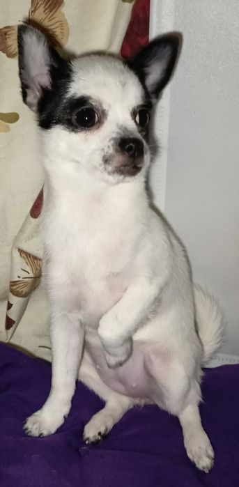 Ніжна куколка чіхуа