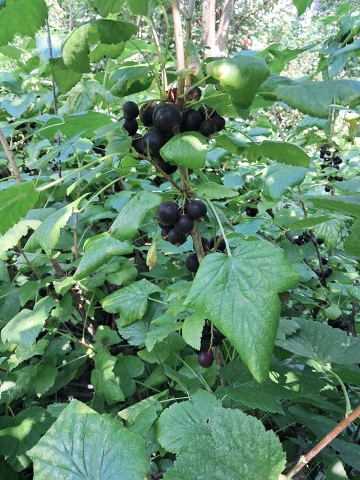 Продам саджанці сортової чорної смородини з великими ароматними ягодам