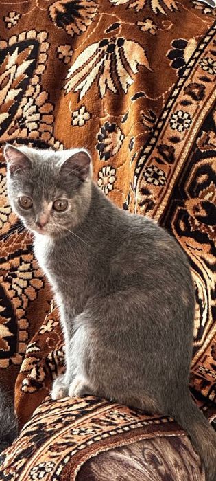 Отдам котенка  в добрую семью