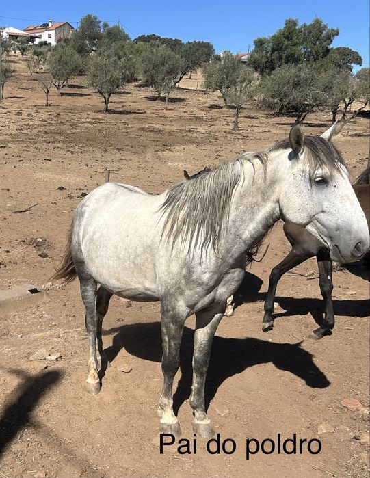 Plodro cruzado lusitano com ingles