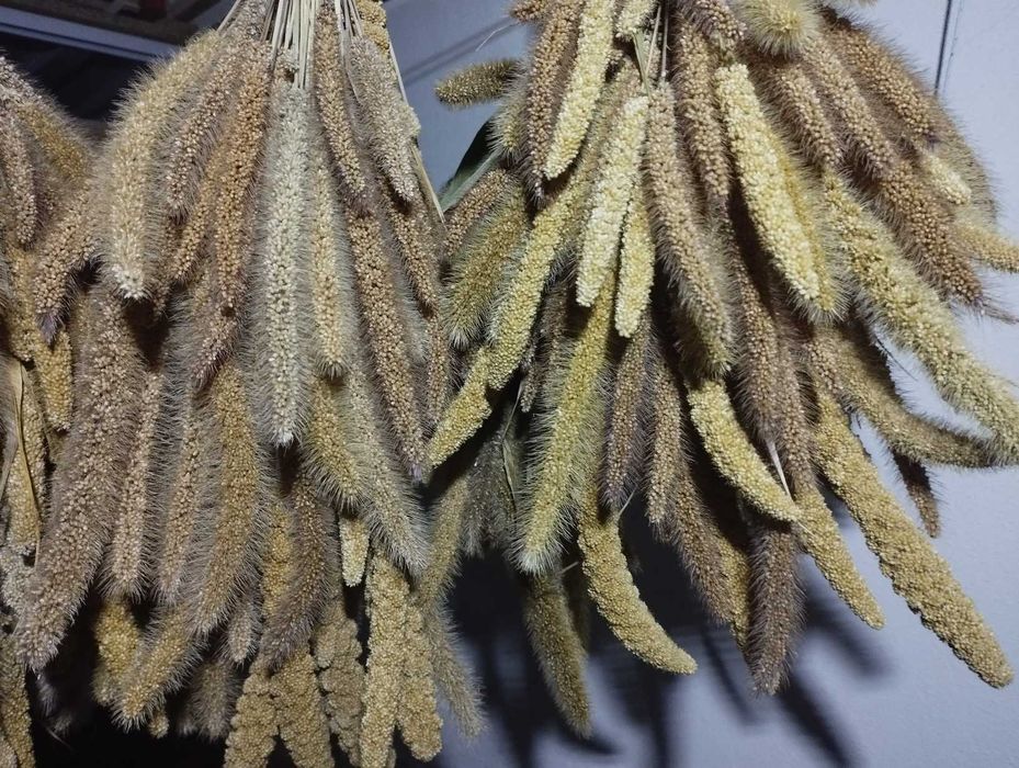 Milho painço amarelo em rama, biológico. Setaria italica