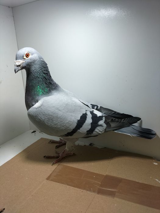 Gołębie pocztowe. K. Korczyk