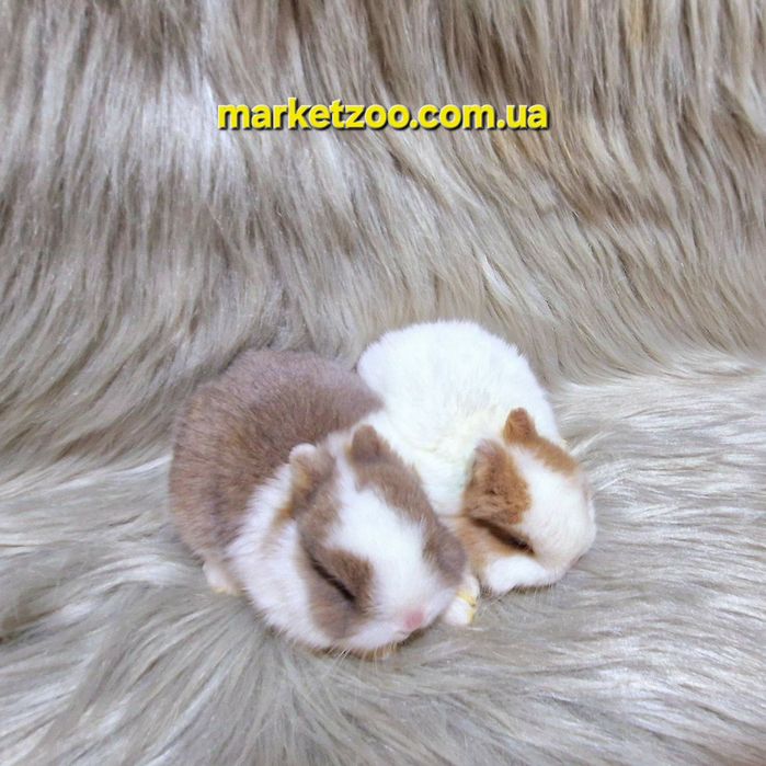 Пропозиція оптом та в роздріб!
Пропозиція оптом та в роздріб!

Пропози