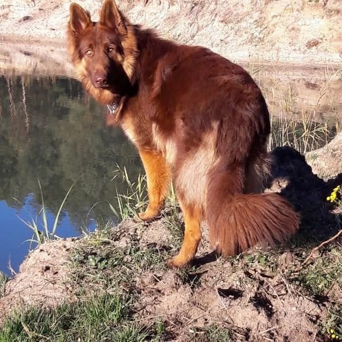 Owczarek niemiecki długowłosy śliczne szczenięta