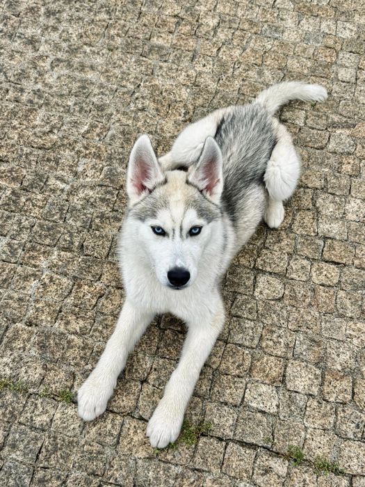 Husky siberiano CLop pedigree FCI