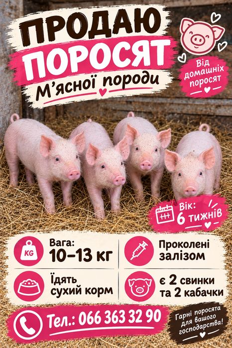 Продам маленьких поросят