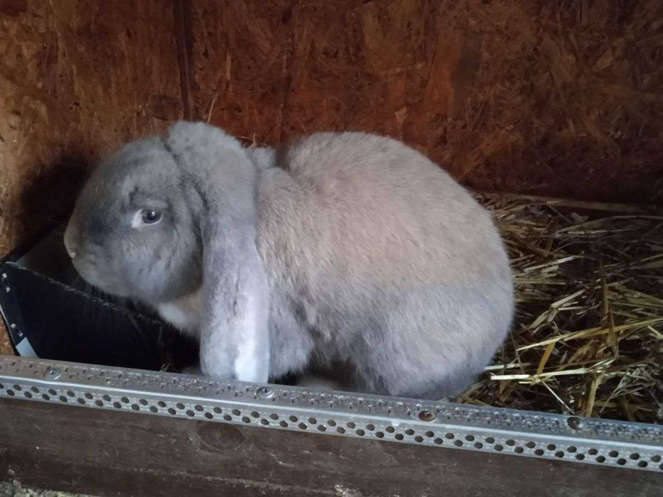 кролики породи ФБ