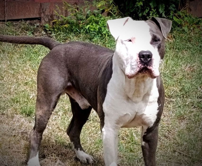 Вʼязка Амстафф блакитний