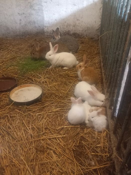 Sprzedam kroliki różnych ras