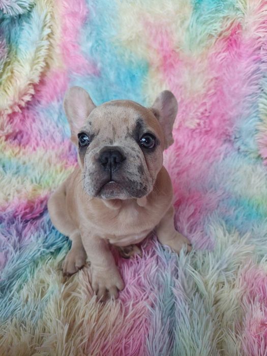 Buldog francuski lilac fawn merle Rocky