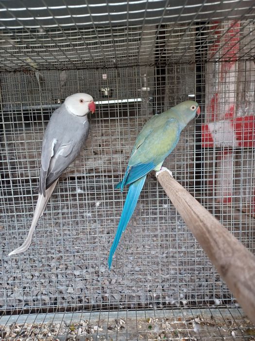 Ring Necks adultos e novos
