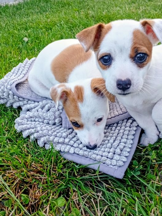 Pieski Jack Russell Terrier