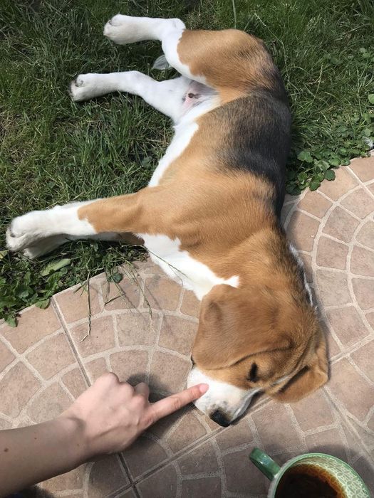 Бігль, бигль, в'язка.