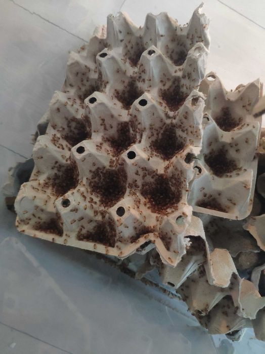 Podłoża wyposażenie terrarium gekony skorpiony