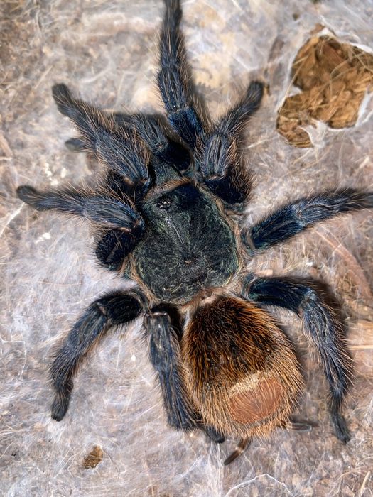 Ptasznik. Sprzedam piękną samicę Chromatopelma cyaneopubescens (GBB)