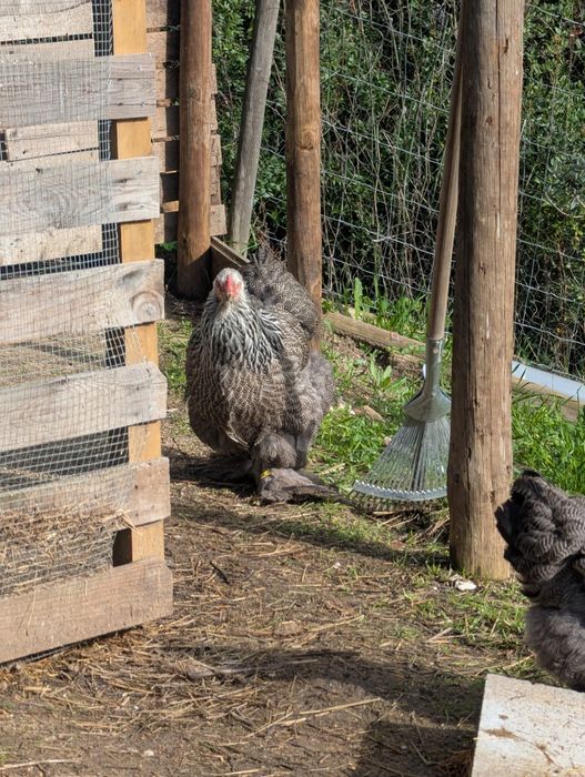 Ovos para incubação e pintos Brahma