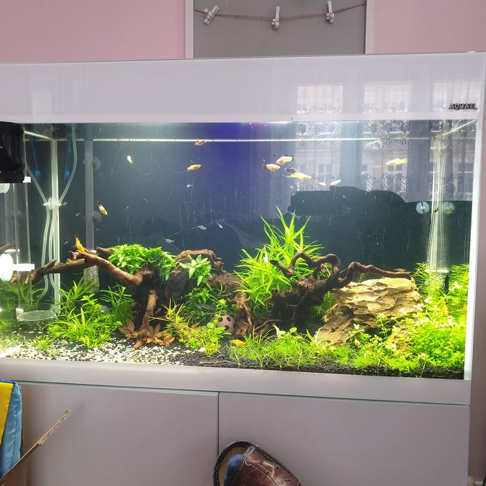 Akwarium Aquael 125l z szafką Opti