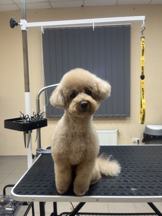 Стрижка собак, грумінг.