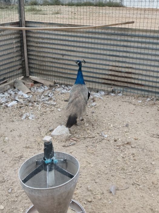 Pavão com 1 ano.