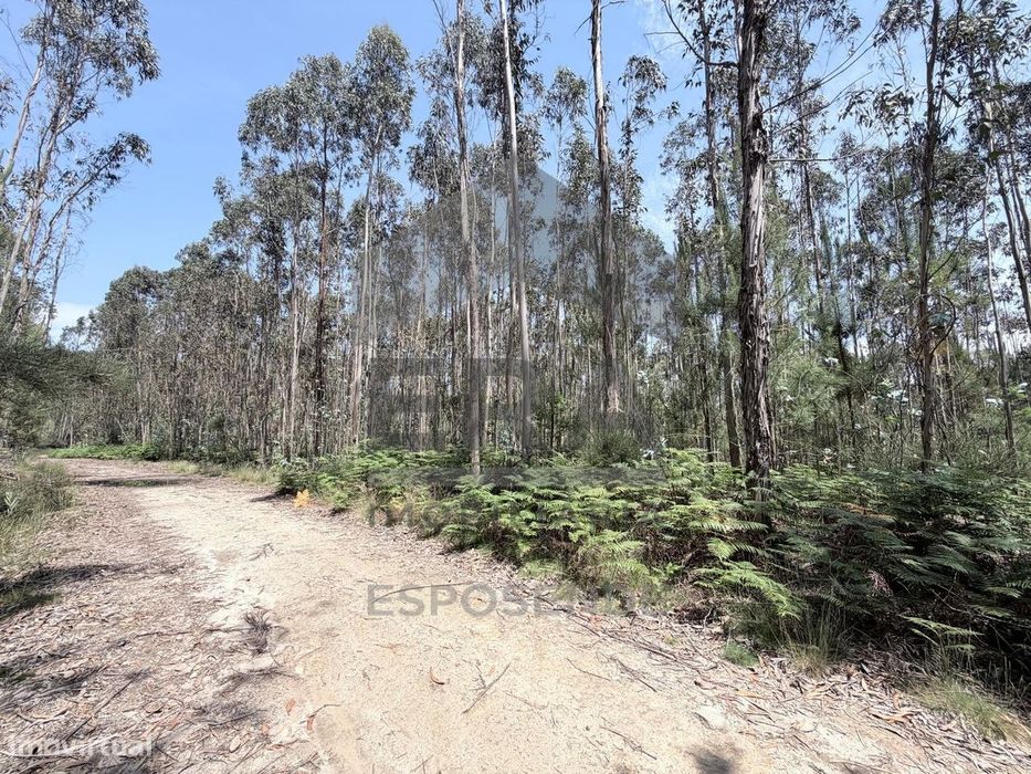 Pine Forest Plot in Vila Cova