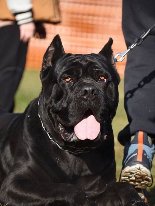 Розкішний  кобель Кане корсо для вʼязки