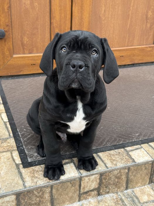 Цуценята Кане корсо Cane Corso