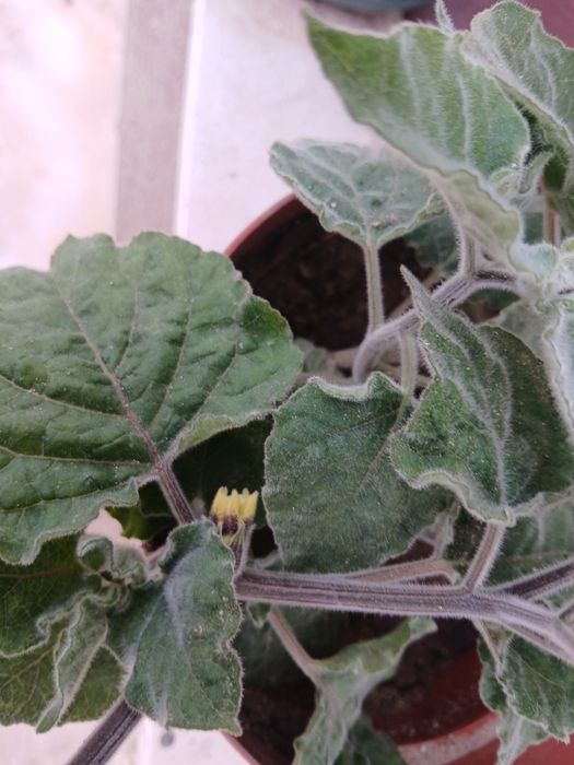 Physális Planta  muito bem tratada.
