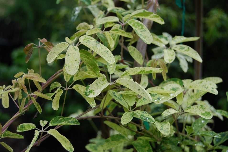 Akebia variegata tigrada, fruta exotica deliciosa