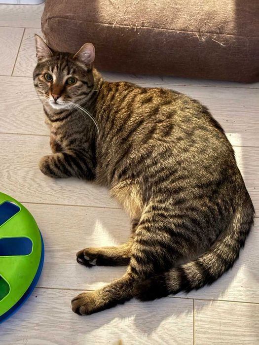 молодий кіт ,любить бавитись і муркотіти, ніжний і красивий