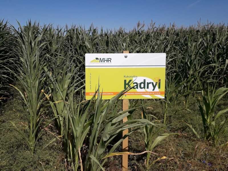 Materiał siewny MHR Kosmo FAO240 MHR Kadryl FAO270-280 ziarno/kiszonka