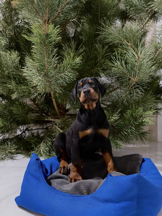 Щенки Добермана ТОП цуценя