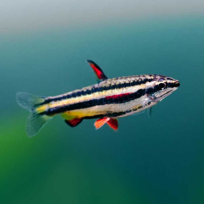 Drobnoustek obrzeżony - Nannostomus marginatus - dowóz, wysyłka