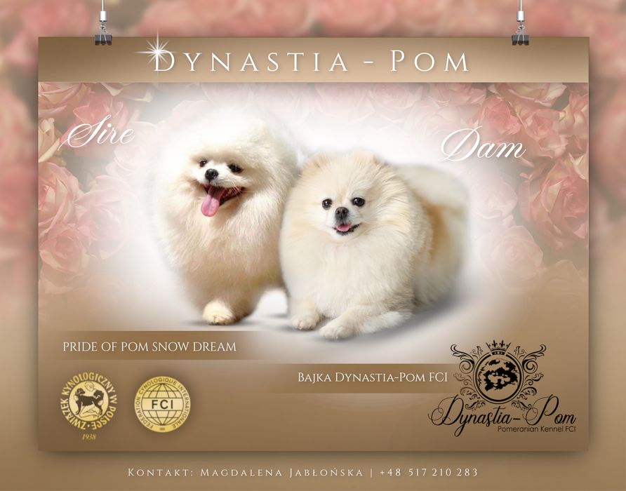 Szpic miniaturowy pomeranian FCI