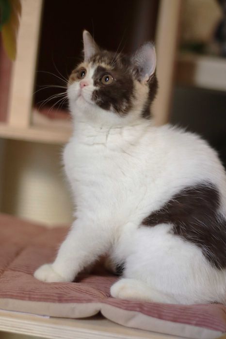 Gatinha british lilás tortie - LOP