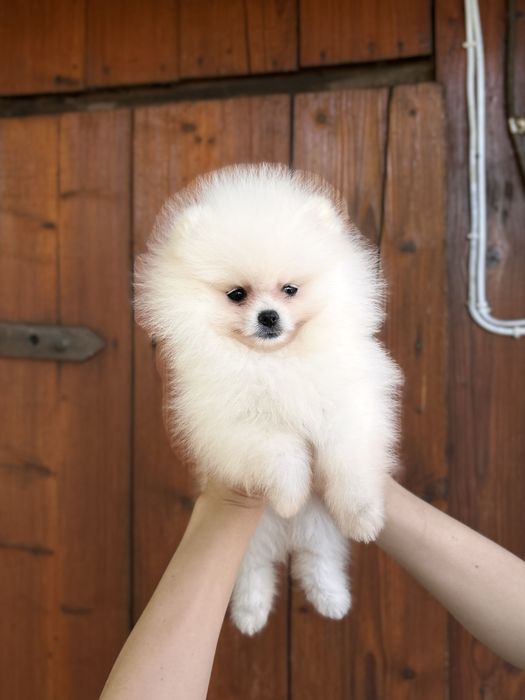 шикарна дівчинка шоу класу