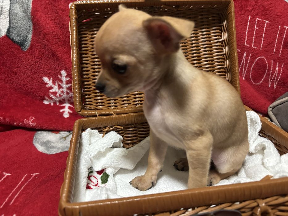 Прекрасні Чіхуахуа