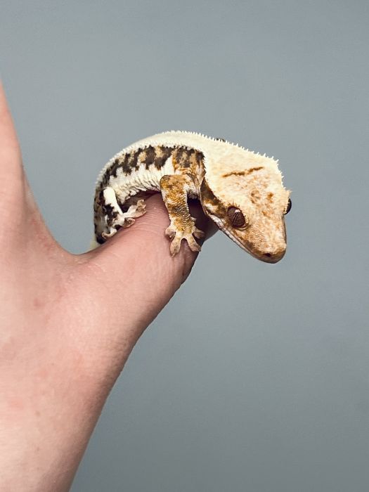 Gekon orzęsiony lily white